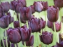 Лале (Tulip Queen of night)