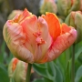 Лале (Tulip Salmon Parrot)