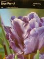 Лале (Tulip Blue Parrot)