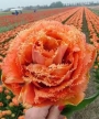 Лале (Tulip Sensual Touch)