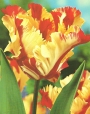 Лале (Tulip Texas Flame)
