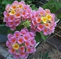 Лантана (Lantana)