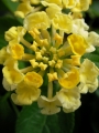 Лантана, жълта (Lantana)