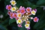 Лантана (Lantana)
