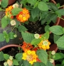 Лантана, малка (Lantana)