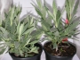 Лавандула, малка (Lavandula)