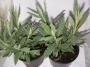 Лавандула, малка (Lavandula)