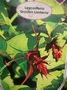 Лейцестерия (Leycesteria Golden Lanterns)