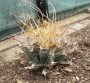 Лейхтенбергия (Leuchtenbergia Principis)