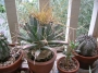 Лейхтенбергия (Leuchtenbergia Principis)