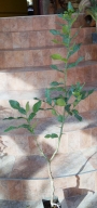 Лемон, Kафиров лайм (Citrus hystrix)