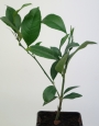 Лимон (Lemon)