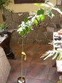 Лимон (Lemon Сitrus limonium)