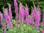 Литрум саликария (lythrum salicaria)