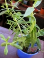 Литрум саликария (lythrum salicaria)