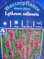 Литрум саликария (lythrum salicaria)