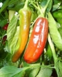 Люти чушки семена (Capsicum annum Anaheim)