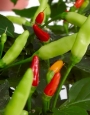 Люти чушки семена Tabasco (Capsicum annum Tabasco)