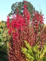 Лобелия фулгенс (Lobelia fulgens)