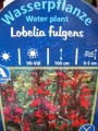 Лобелия фулгенс (Lobelia fulgens)