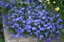 Лобелия (Lobelia erinus modra)