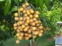 Лонган, Драконово око, семена (Longan, Dragon Eye)