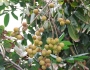 Лонган, Драконово око, семена (Longan, Dragon Eye)