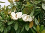 Магнолия, бяла вечнозелена (Magnolia grandiflora)