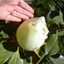 Магнолия, бяла вечнозелена (Magnolia grandiflora)