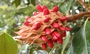 Магнолия, бяла вечнозелена (Magnolia grandiflora)