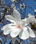 Магнолия, бяла (Magnolia loebneri Merrill)