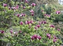 Магнолия Лилифлора Нигра (Magnolia liliiflora Nigra)
