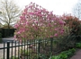 Магнолия Лилифлора Нигра (Magnolia liliiflora Nigra)