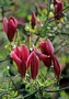 Магнолия Лилифлора Нигра (Magnolia liliiflora Nigra)