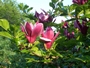 Магнолия Лилифлора Нигра (Magnolia liliiflora Nigra)