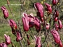 Магнолия Лилифлора Нигра (Magnolia liliiflora Nigra)