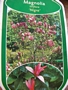 Магнолия Лилифлора Нигра (Magnolia liliiflora Nigra)