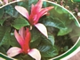 Магнолия Лилифлора Нигра (Magnolia liliiflora Nigra)