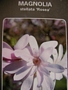 Магнолия Стелата Розея (Magnolia stellata Rosea Leonard Messel)