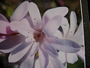 Магнолия Стелата Розея (Magnolia stellata Rosea Leonard Messel)