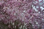 Магнолия Стелата Розея (Magnolia stellata Rosea Leonard Messel)