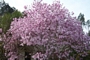 Магнолия Стелата Розея (Magnolia stellata Rosea Leonard Messel)