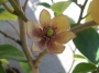 Магнолия  Фиго вечнозелена (Magnolia figo)