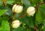 Магнолия  Фиго вечнозелена (Magnolia figo)