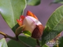 Магнолия  Фиго вечнозелена (Magnolia figo)