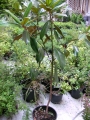 Магнолия, бяла, голяма (Magnolia grandiflora)