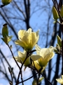 Магнолия Жълта (magnolia yellow bird)