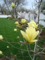 Магнолия Жълта (magnolia yellow bird)