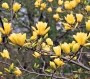 Магнолия Жълта (magnolia yellow bird)