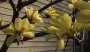 Магнолия Жълта (magnolia yellow bird)